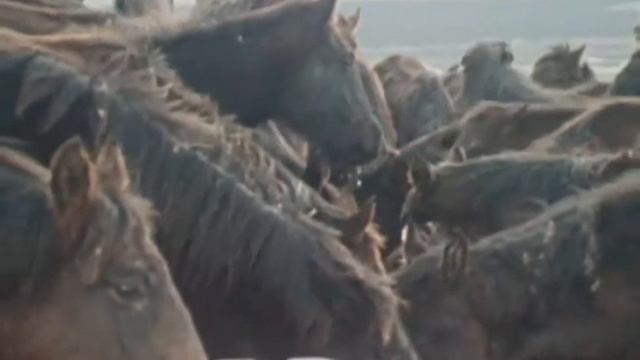 Лошади Кабардинской породы на Малокарачаевском кон.заводе / из фильма 