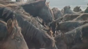 Лошади Кабардинской породы на Малокарачаевском кон.заводе / из фильма "Мастер и Бригантина",1982г