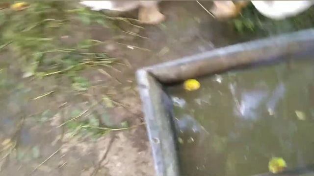 Как вырастить гусей , чем кормить, когда забой . смотреть онлайн