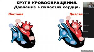 Строение Сердца. Давление. Систола и Диастола. ЭхоКГ. Доктор Лопухина.