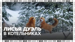 Очевидцы заметили драку двух лисиц на территории детского сада в Котельниках - Москва 24