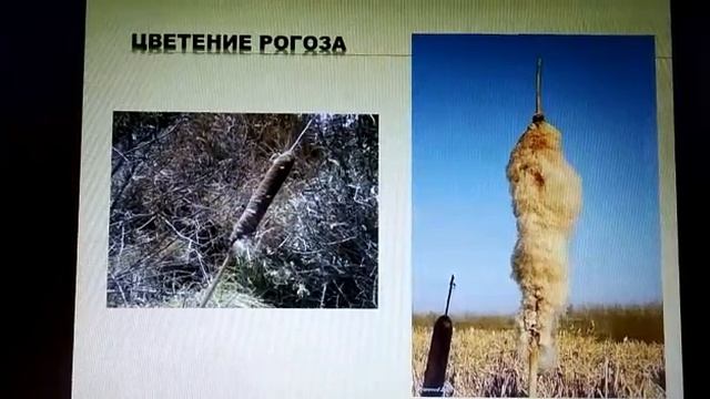 Изучаем родной край. Рогоз смотреть онлайн