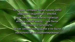 Почему птицы падают с неба