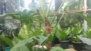 PUSAT BELANJA ANTHURIUM MURAH MERIAH DISINI TEMPATNYA | KOLEKSI RUMAH HIJAU