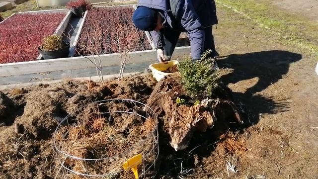 Посадил бруснику в пенек смотреть онлайн