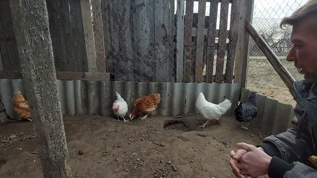 Покупка новых кур. Разведение кур. Обустройство курятника. Жизнь в деревне