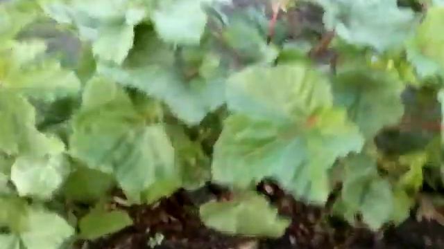 У меня поспела БАМИЯ, 4.08.20 смотреть онлайн