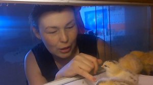 Эксперимент с докладкой яиц в инкубатор завершен // Мое хозяйство