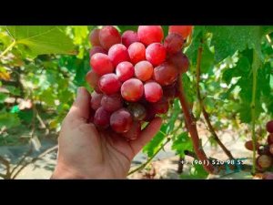 Виноград Фаэтон Писанка О.М.