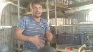 ФРАНЦУЗСКИЕ БАРАНЫ. Вес в 30 дней.