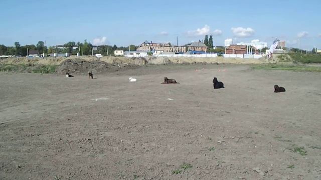 Обд 1 выдержка смотреть онлайн