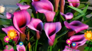 Калла гибридная Пако. Краткий обзор, описание характеристик, где купить луковицы calla Paco