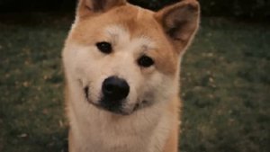 Песня про Хатико!