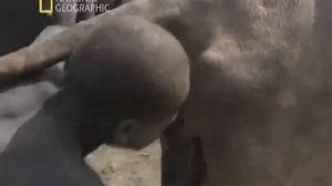 18+ Куннигилус по Африканский. ???