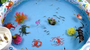 Crocodile, Spider, Hammerhead Shark, Goldfish, Crab, Turtle, Snake, Guppies, Shrimp, Jellyfish, Duc