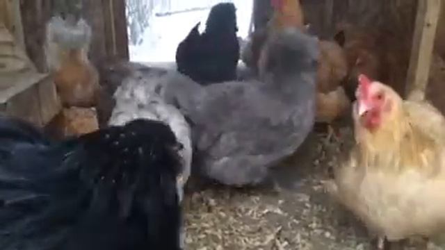 Black Ameraucana coop introduction смотреть онлайн