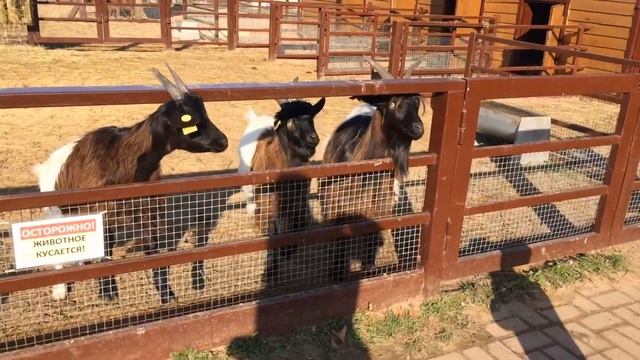 Наш яхонтовый отпуск смотреть онлайн