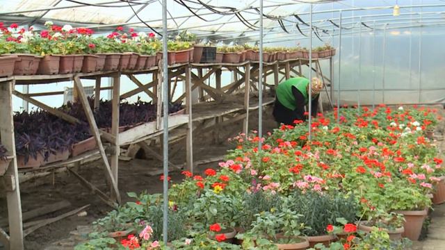 Болмо гулдоруно кышында кантип кам коруу керек? смотреть онлайн