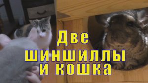 ДВЕ ШИНШИЛЛЫ И КОШКА НА ПРОГУЛКЕ