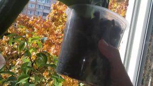 Орхидея фаленопсис sweet Talk