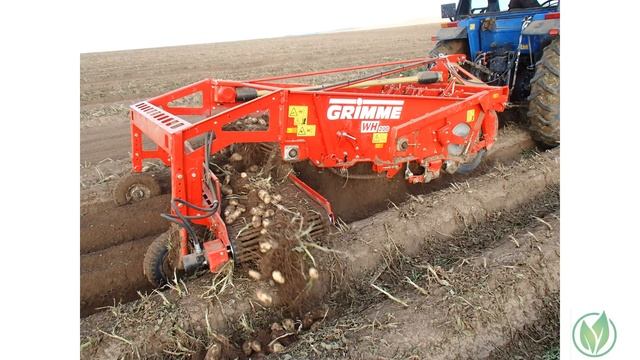 Сорт картофеля «Атлант» смотреть онлайн