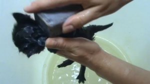 Как вывести блох у маленьких котят, без химии.