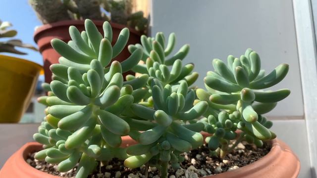 3 Suculentas fáceis de cultivar | Dicas para iniciantes смотреть онлайн