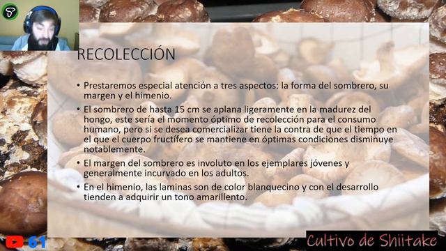 Aprende a cultivar Shiitake en casa con nuestro curso completo ????Lentinula edodes смотреть онлайн