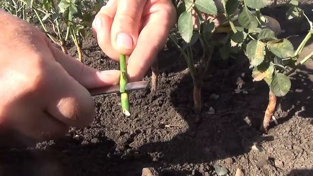 Как прививать (окулировать) розы. Grafting roses.
