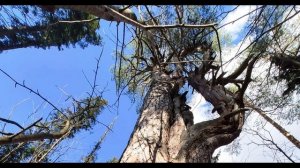 А  Грибоедов  Вкус, батюшка, отменная манера... Монолог Фамусова. Комедия  Горе от ума #поэты19века