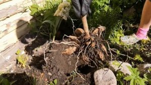 ГЕОРГИНЫ, КАК ОЧЕНЬ ПРОСТО ПОДЕЛИТЬ И ПОСАДИТЬ КЛУБНИ И ЛЮБОВАТЬСЯ ПРЕКРАСНЫМ ЦВЕТЕНИЕМ