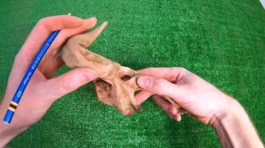 Мини аквариум для рыбки петушка. Или как сделать череп из мангрового корня..