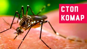 Как избавиться от комаров в домашних условиях.