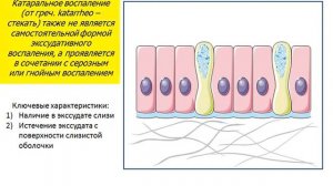 Экссудативное воспаление - геморрагическое воспаление, катаральное воспаление