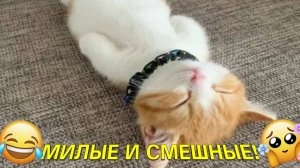 🤗Милые и смешные животные 😽