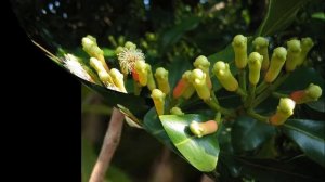 Syzygium aromaticum (with translation text)