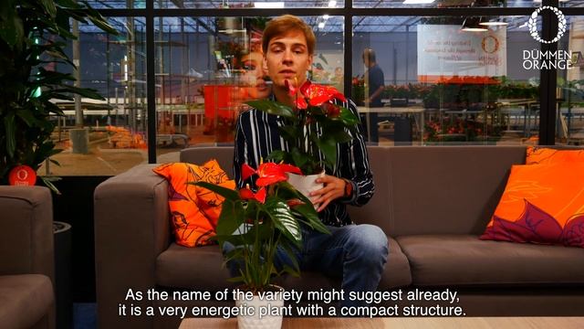 Flowertrials Highlight: Anthurium Red Bull смотреть онлайн