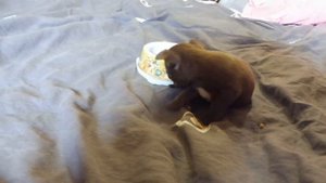 ЧЕМ КОРМИТЬ ЩЕНКА ЧИХУАХУА В 1 МЕСЯЦ / питомник ЧИХУА Мари Мистик / Марина Белкина / ДАЙНЕРИС кушае