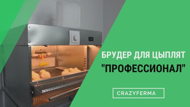 Бройлеры КОББ-500. Как обогреть суточных цыплят? Делимся секретами