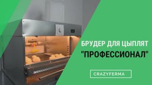 Бройлеры КОББ-500. Как обогреть суточных цыплят? Делимся секретами