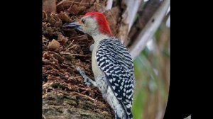 Детские песни .Почему медведь спит зимой.wmv