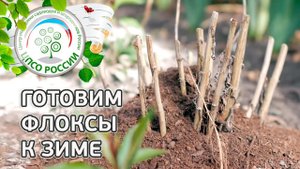 Флоксы осенью. Уход за флоксами осенью.
