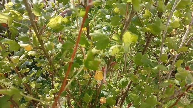 Северный виноград-крыжовник. смотреть онлайн