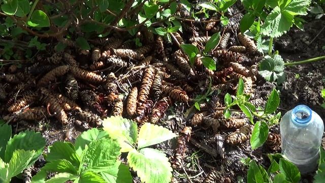 Метельчатая гортензия, размножение.