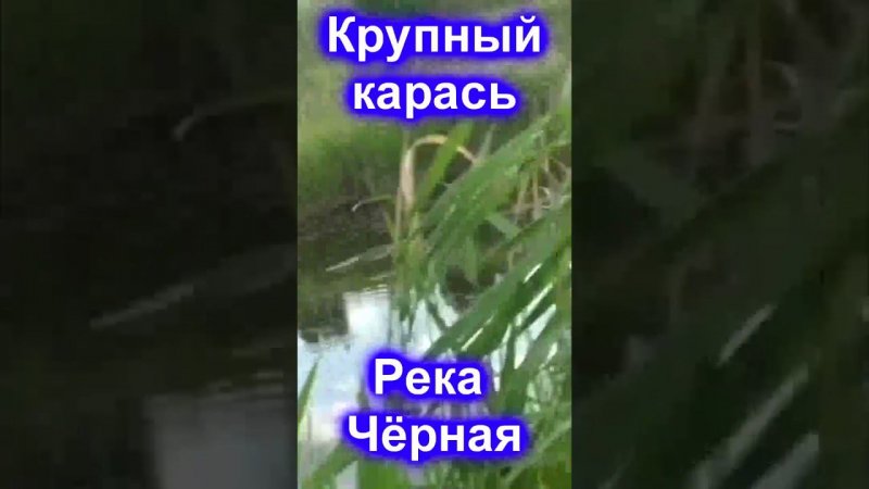Хороший карась река Чёрная #shorts