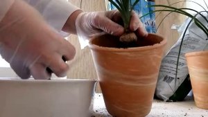 Пересадка Нолины в новое кашпо. Основные правила ухода.