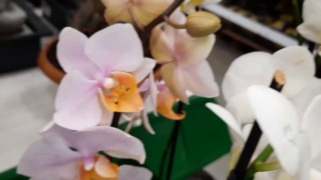 ОБЗОР ОРХИДЕЙ В БАУЦЕНТРЕ/04.03.23/ смотреть онлайн