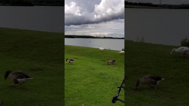 Англия как есть,  завершение  велопробега, 15 км смотреть онлайн