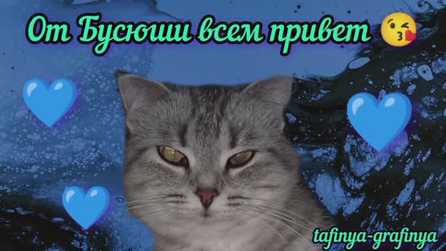 Видео 50. ❤️😻От Бусюши всем привет.🤗❤️