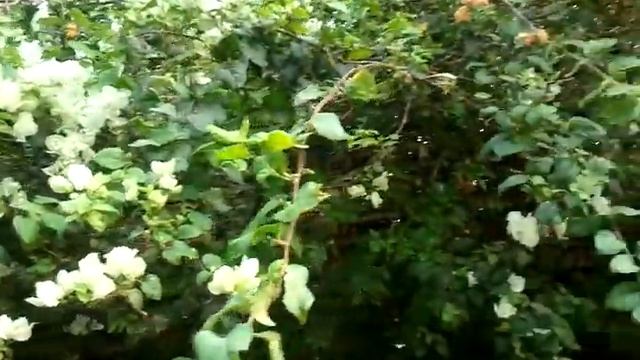 Очень красивые цветы на территории отеля в Египте. Магнолия. смотреть онлайн